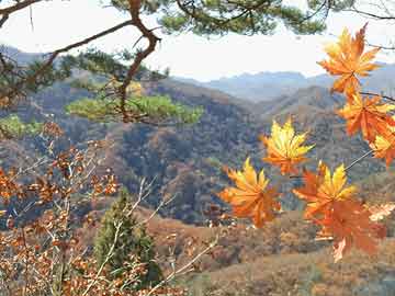 紅姐馬料期期準(zhǔn)開獎(jiǎng)大全,精細(xì)化實(shí)施分析_掌中寶73.810