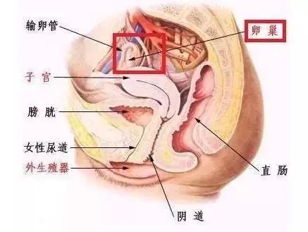 按摩師招聘網(wǎng)最新招聘,按摩師招聘網(wǎng)最新招聘——尋找專(zhuān)業(yè)的按摩師，共筑健康之路