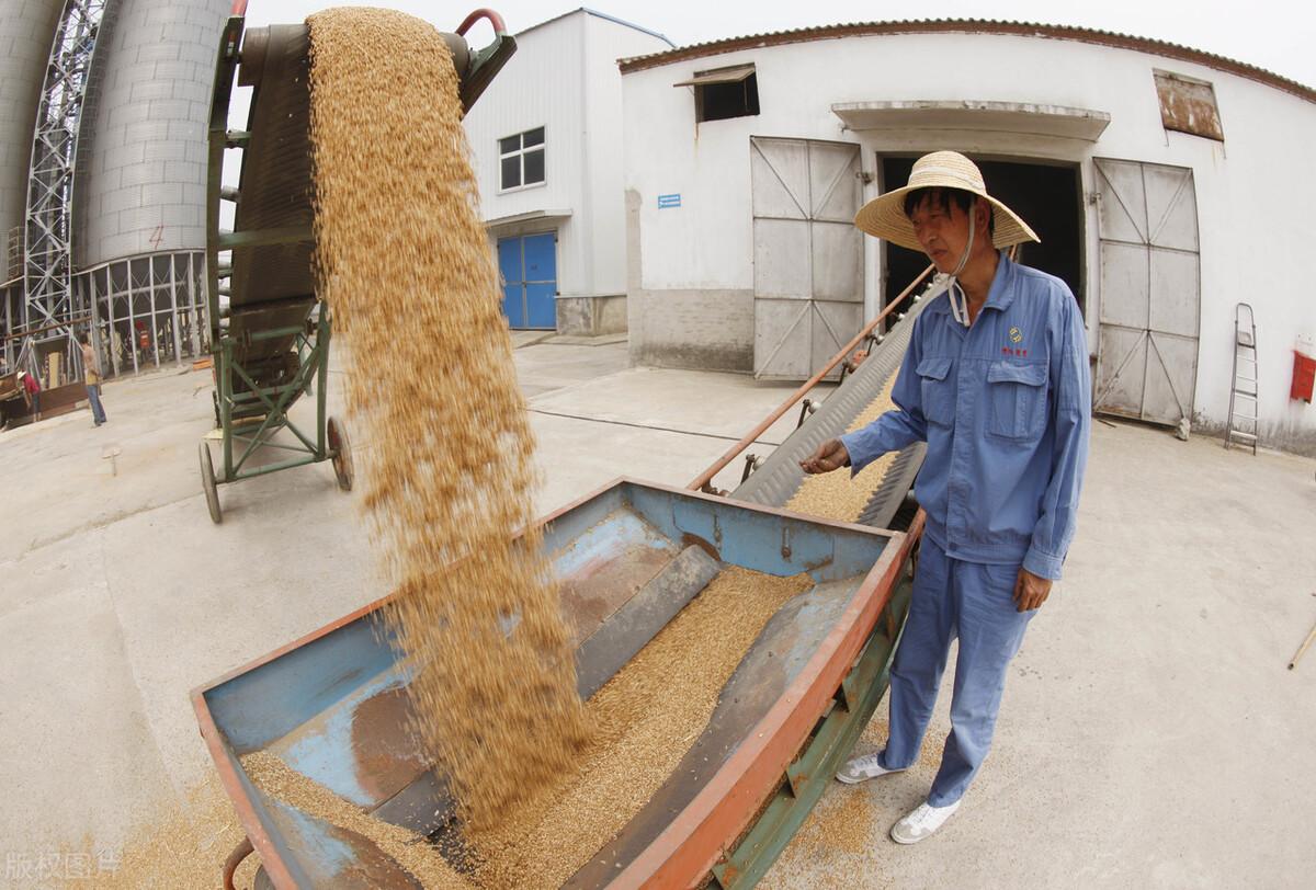 今天小麥價格最新行情,??今天小麥價格最新行情??