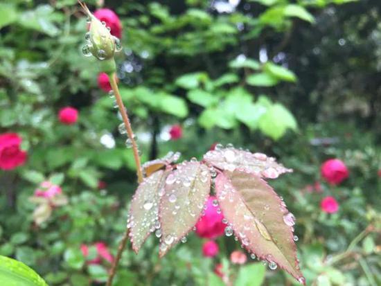 雨后新篇，洗滌心靈的自然樂章與新生啟示